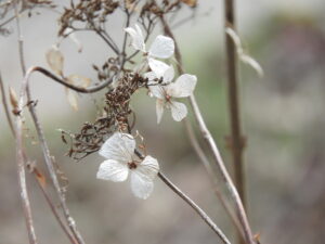 花 咲き終わり