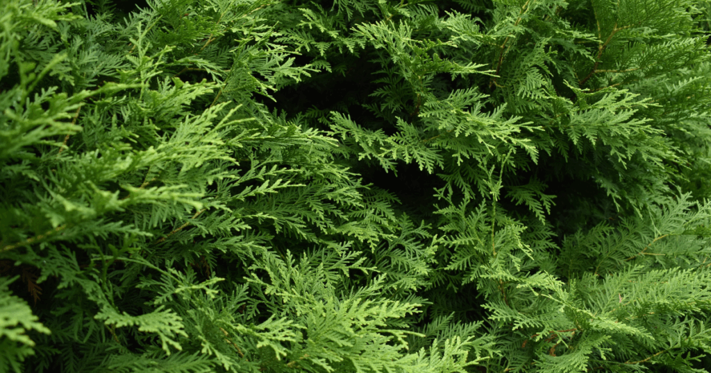 常緑樹を植えるデメリット