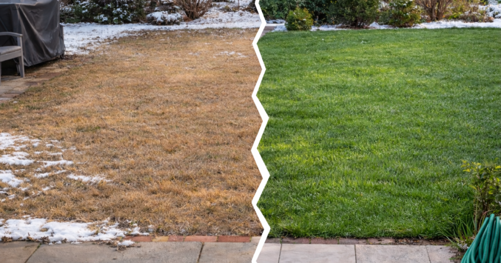 冬に芝生が茶色くなる理由と対策