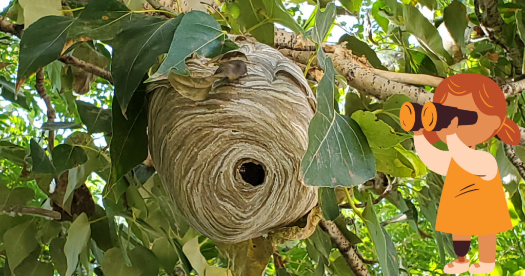 自分でできる蜂の巣の確認方法