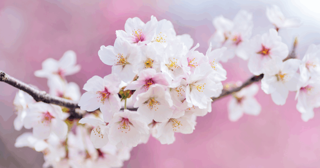 春に芝を張るメリットと注意点