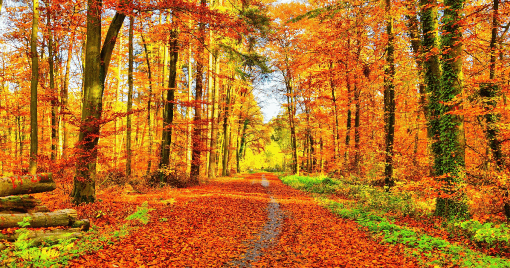 秋に芝を張るメリットと注意点