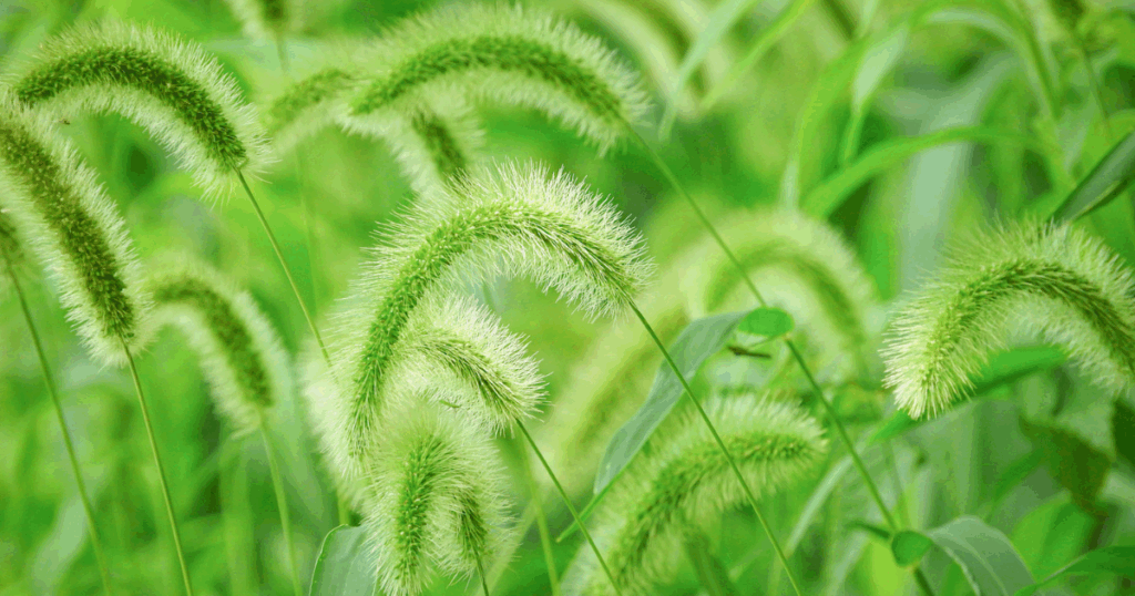 雑草の基礎知識