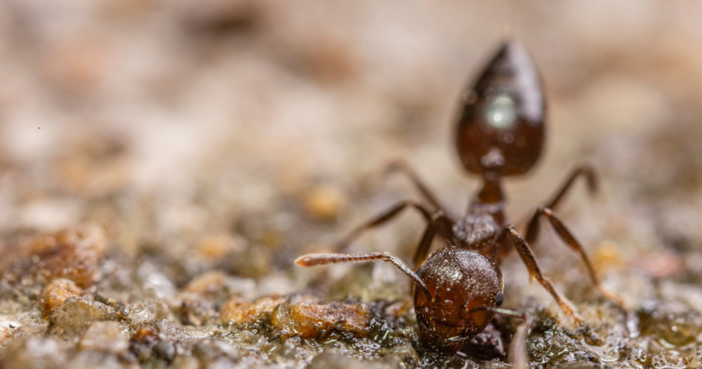 アリが芝生に巣を作る原因