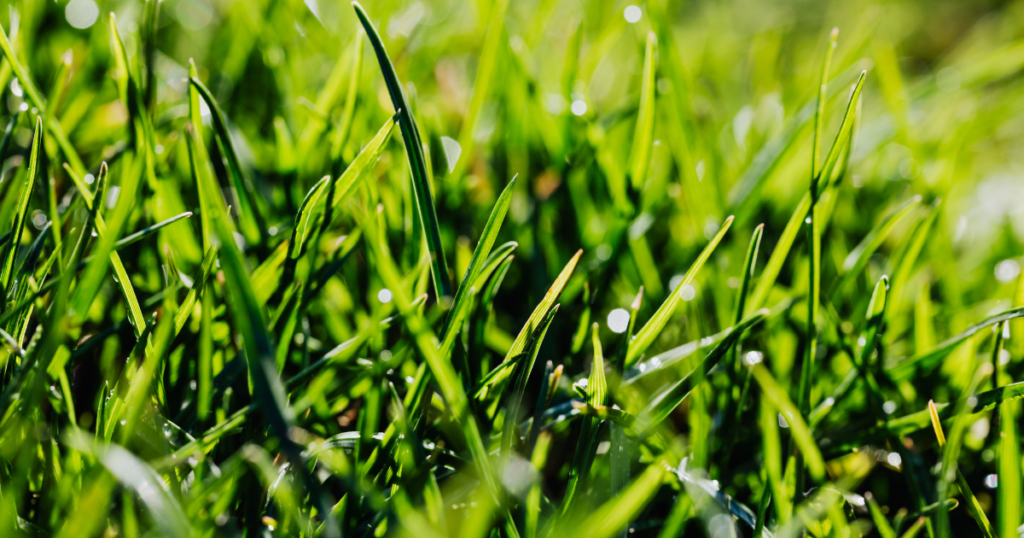 日本芝の代表的な種類と特徴