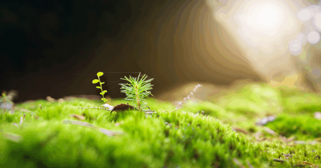 ロックガーデンにおすすめの植物