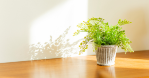 観葉植物と風水