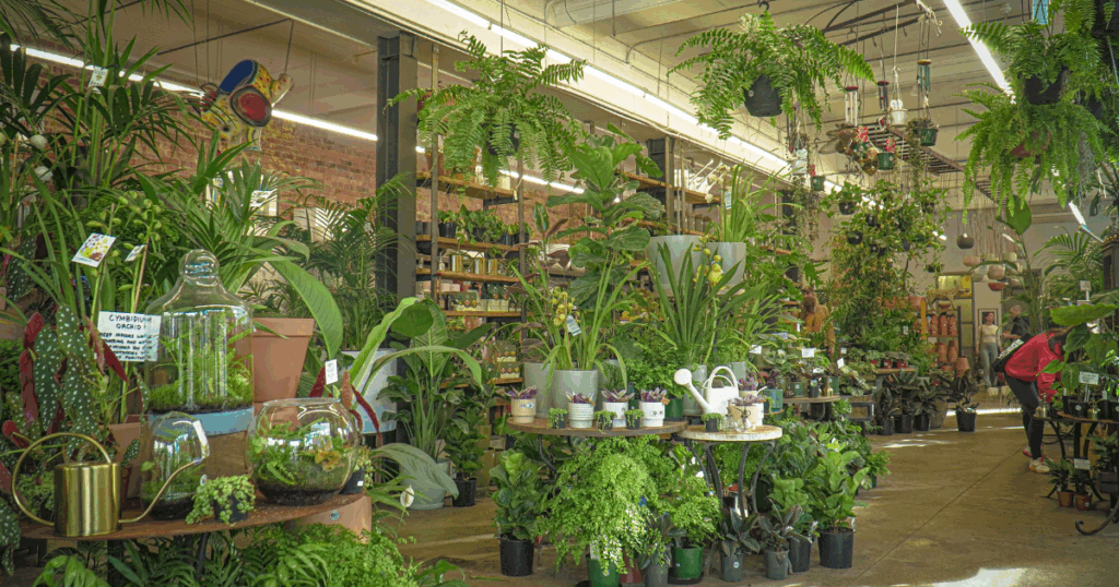 おすすめ観葉植物