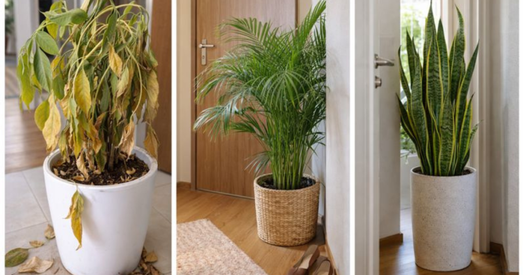 よくある失敗例：観葉植物で運気を下げてしまうケース