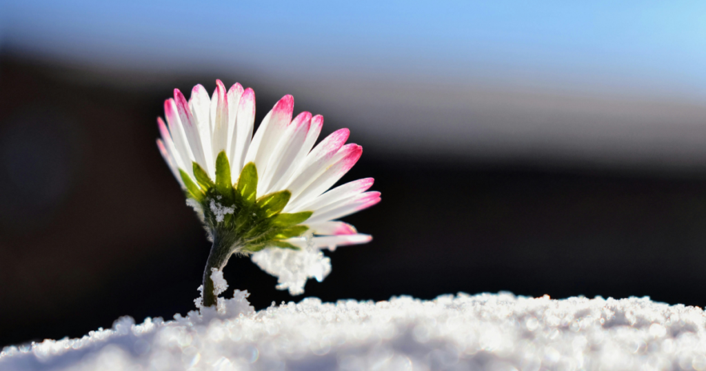 冬ガーデニングの魅力とは?