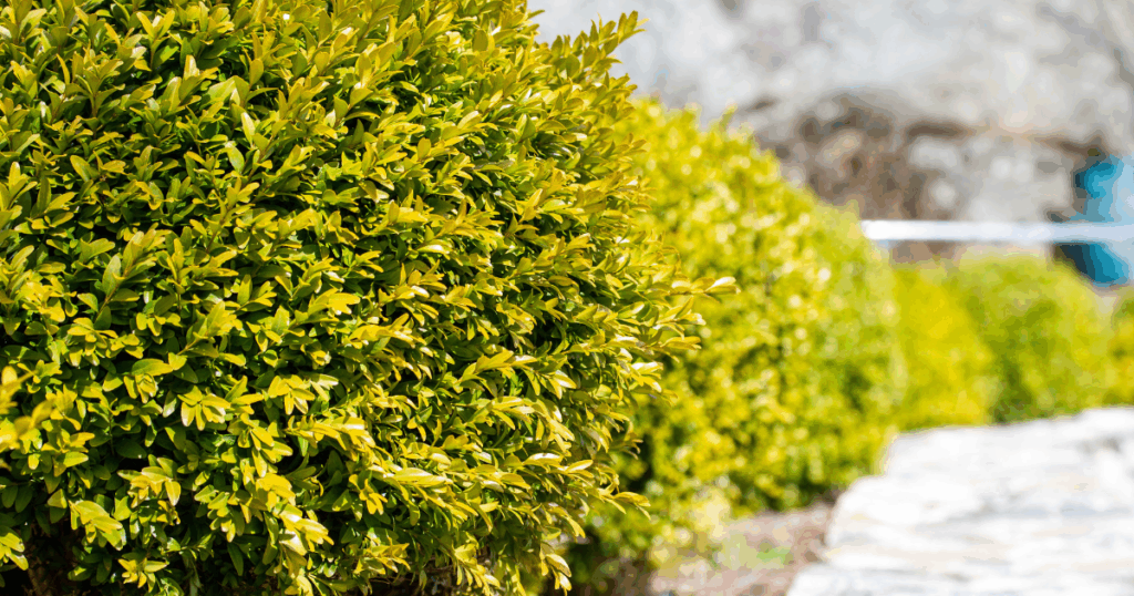 常緑で“冬の骨格”をつくる