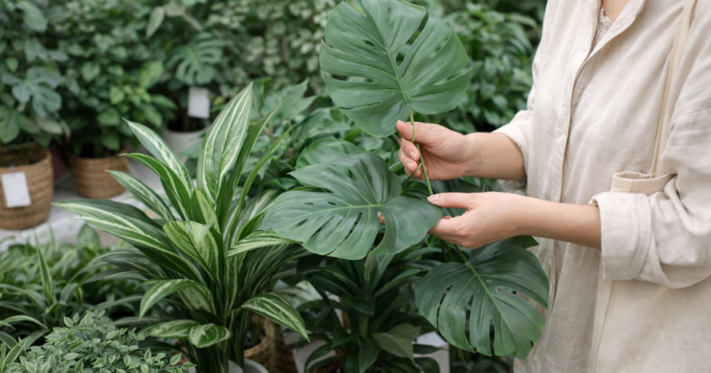 失敗しないフェイクグリーンの選び方