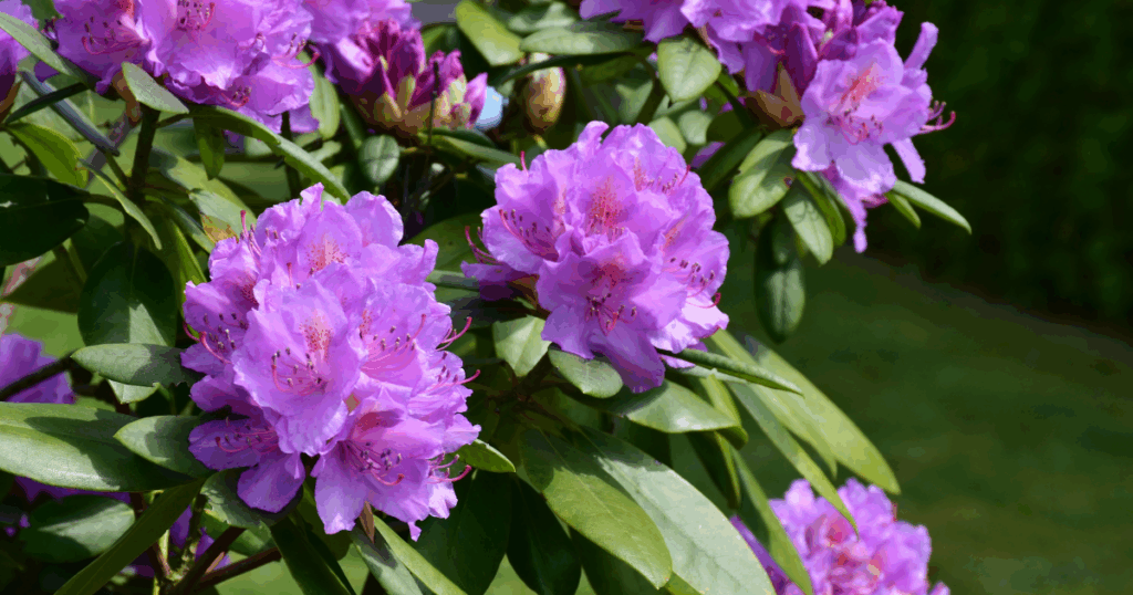 日陰で映える“おすすめ植物”とその役割