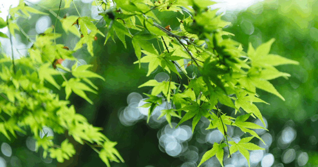 涼しさを演出する植物の選び方