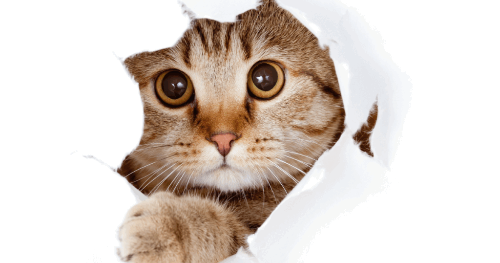 猫による庭の被害とは？