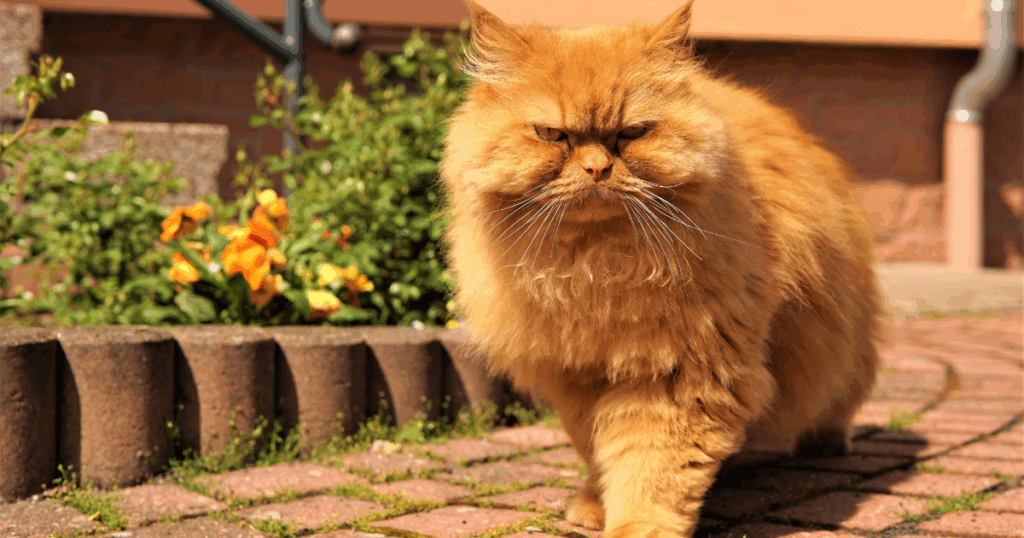 なぜ猫は庭に来るのか？