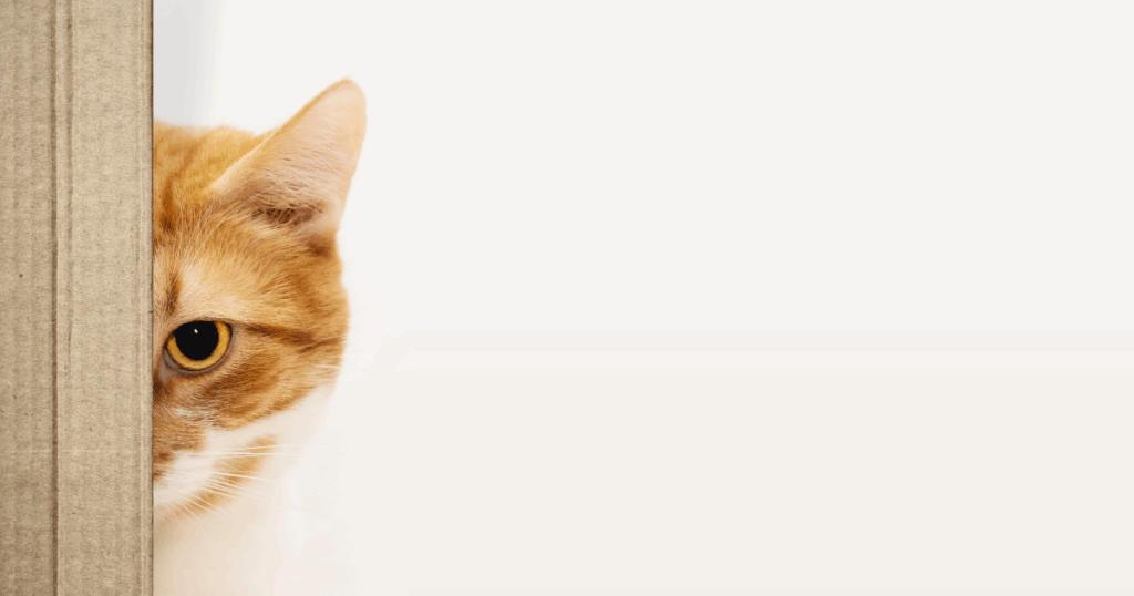 猫被害を防ぐ