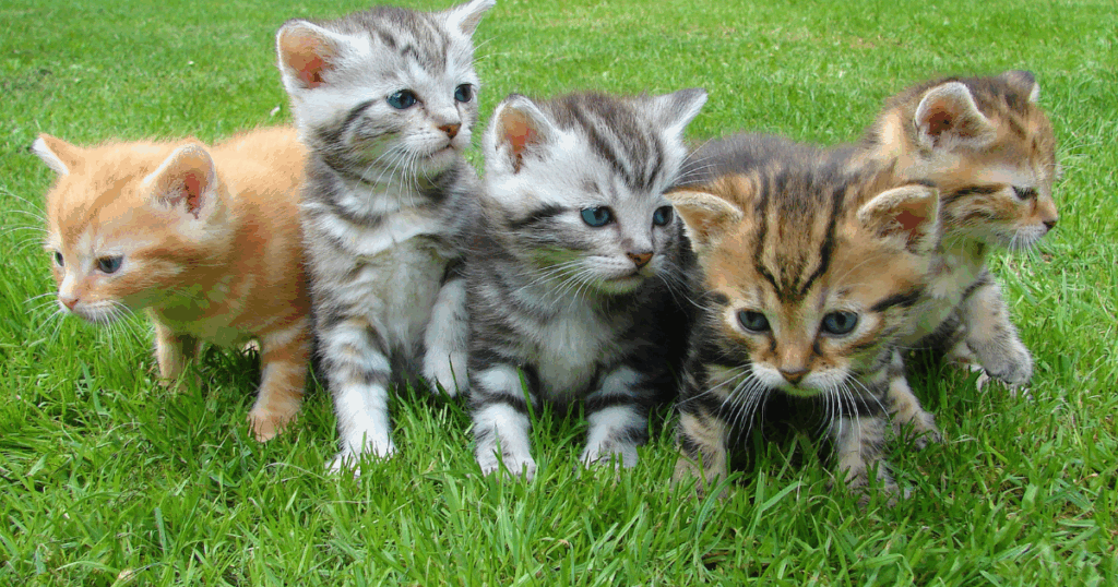 猫との共存という選択肢