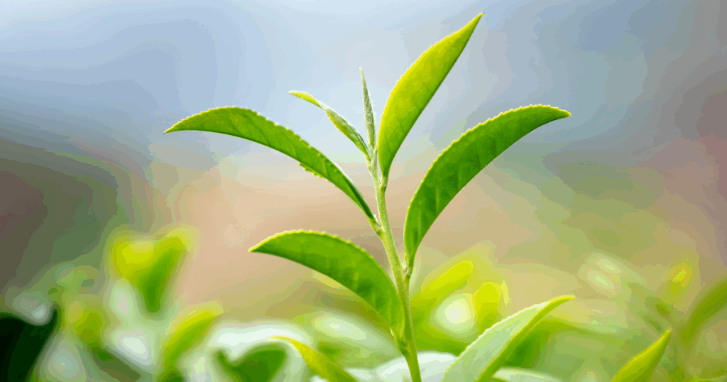植物活力液の4つの効果