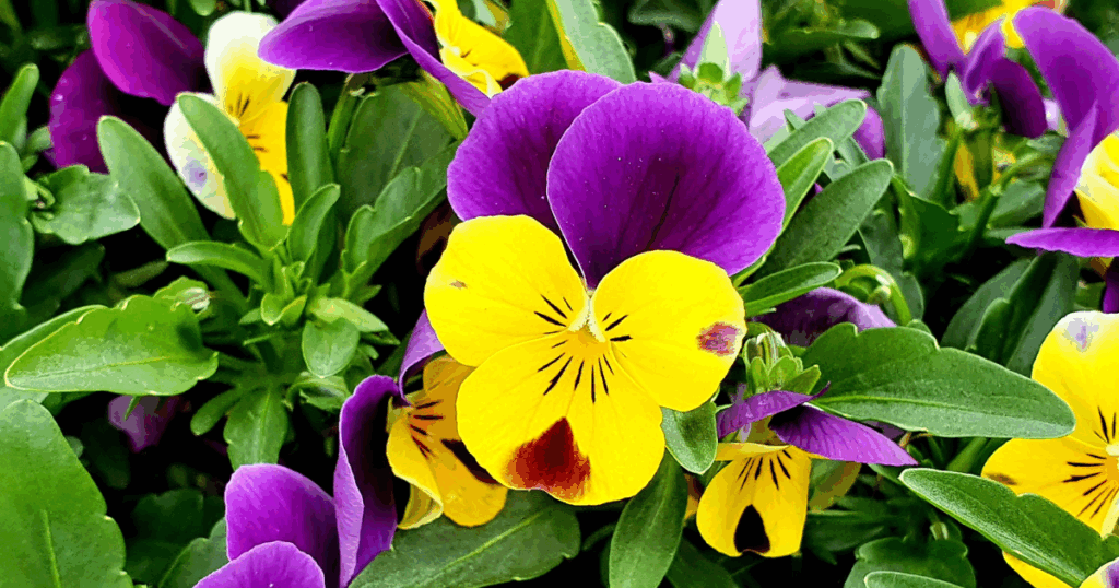 秋の庭を彩るおすすめの花10選