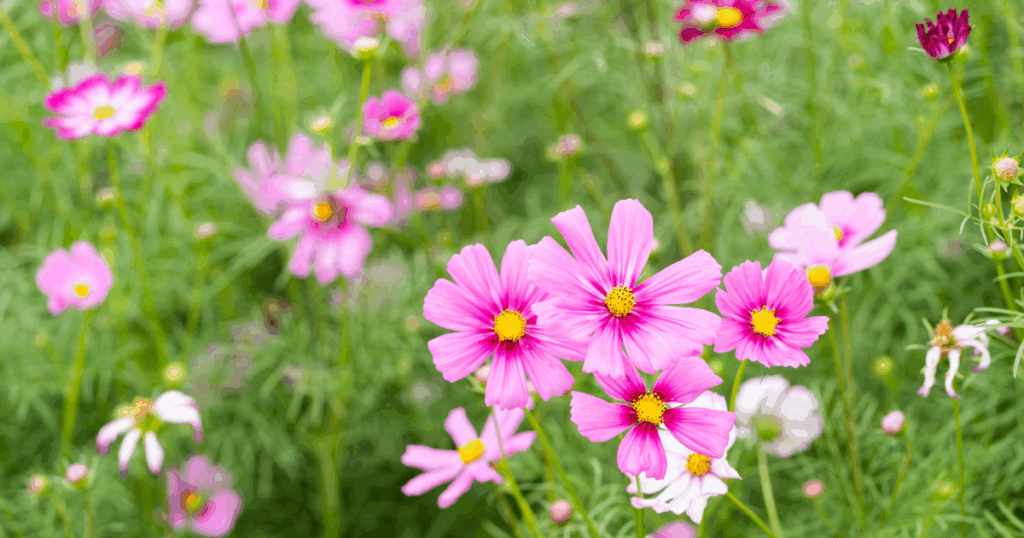 秋の花の魅力