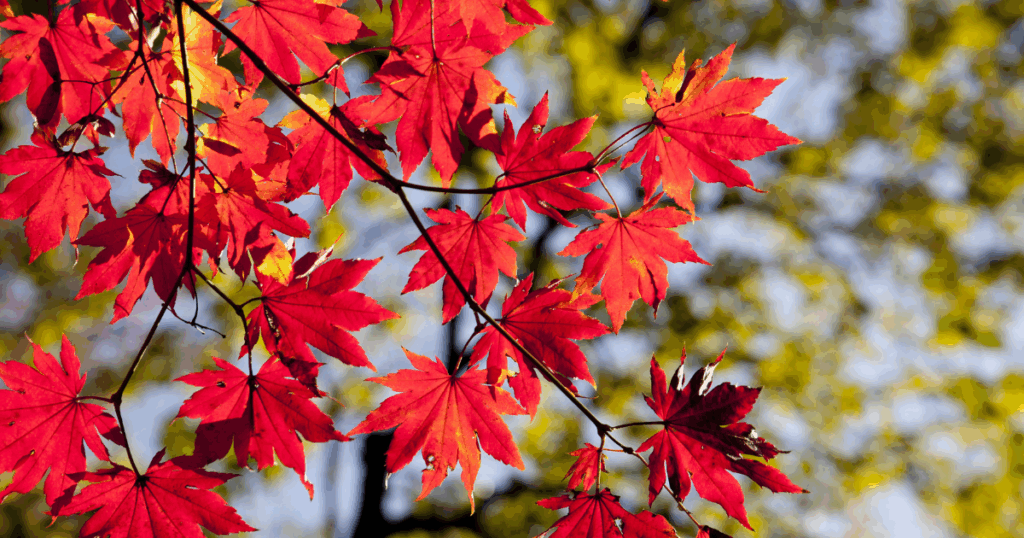 洋風の庭に合う紅葉の選び方