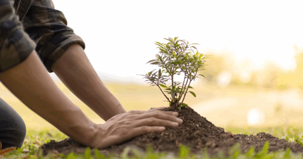 秋におすすめの植栽と植え方