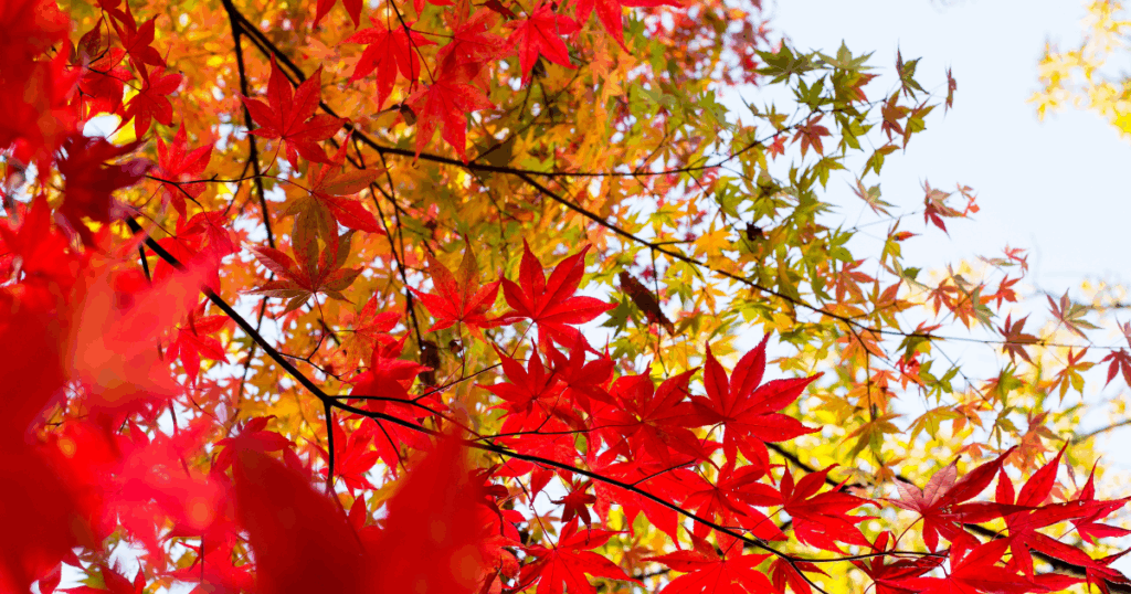 人気の紅葉低木7選