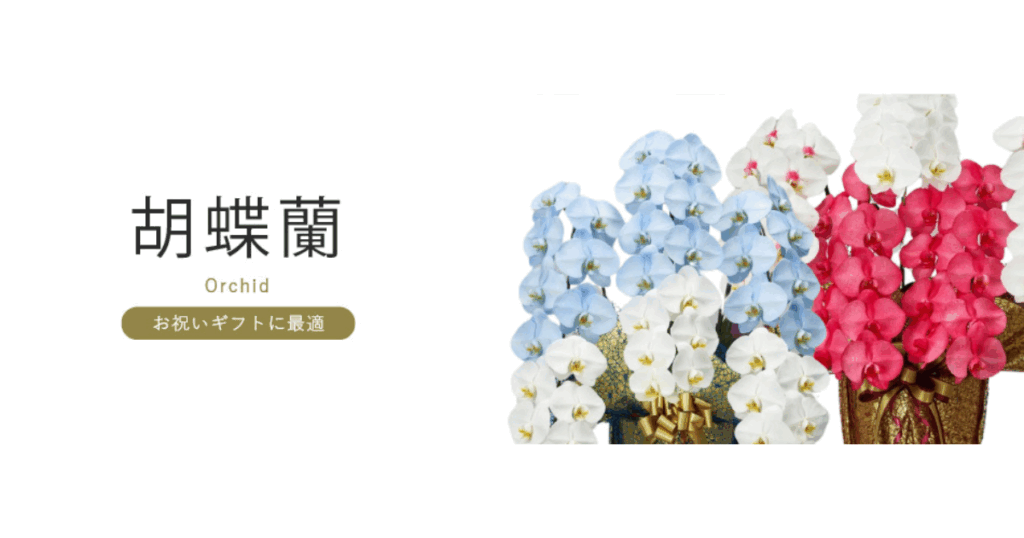 胡蝶蘭の種類