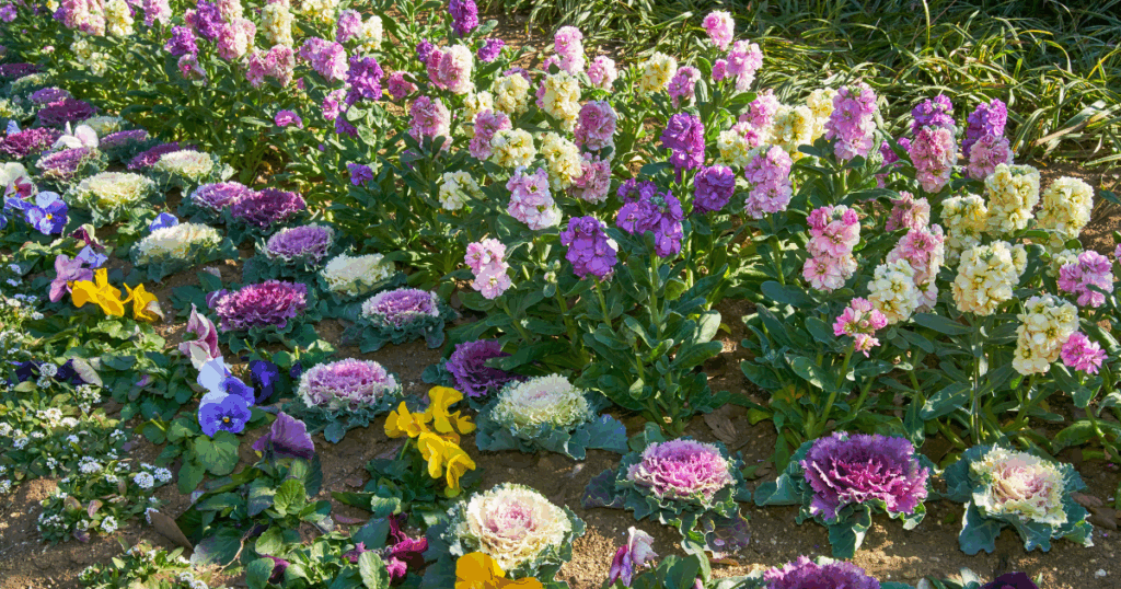 冬の花の魅力