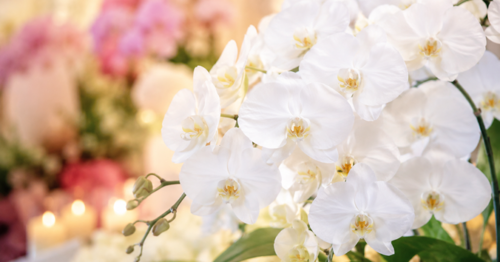 胡蝶蘭の花言葉が伝える特別なメッセージ