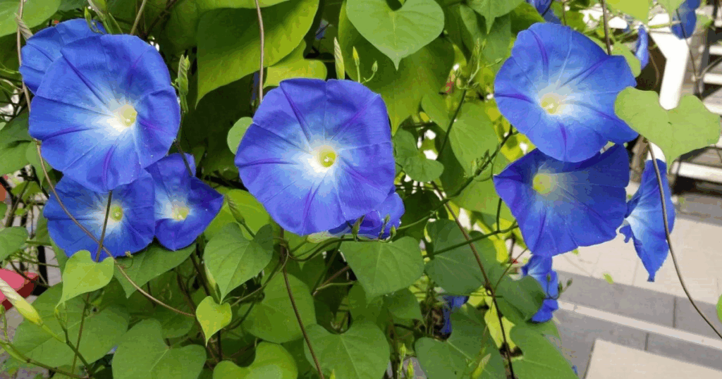 日除け植物の選び方