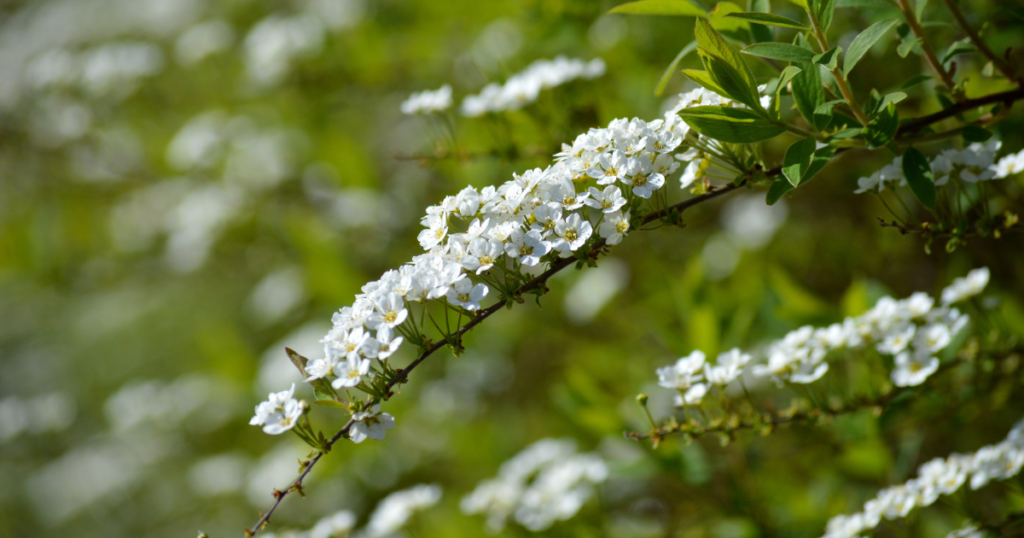 ユキヤナギを庭に植える前に知っておくべきこと