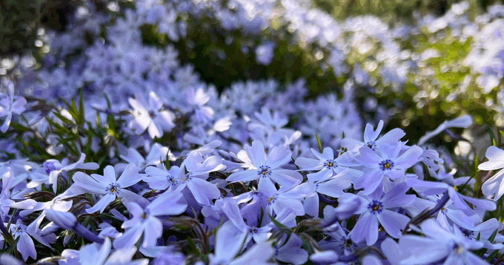 芝桜を活かしたデザイン