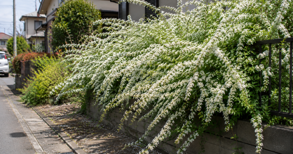 ユキヤナギを植えて後悔しやすい失敗例