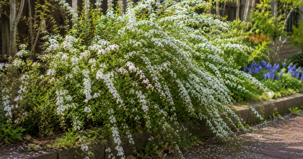ユキヤナギを植える前に知っておきたいデメリット