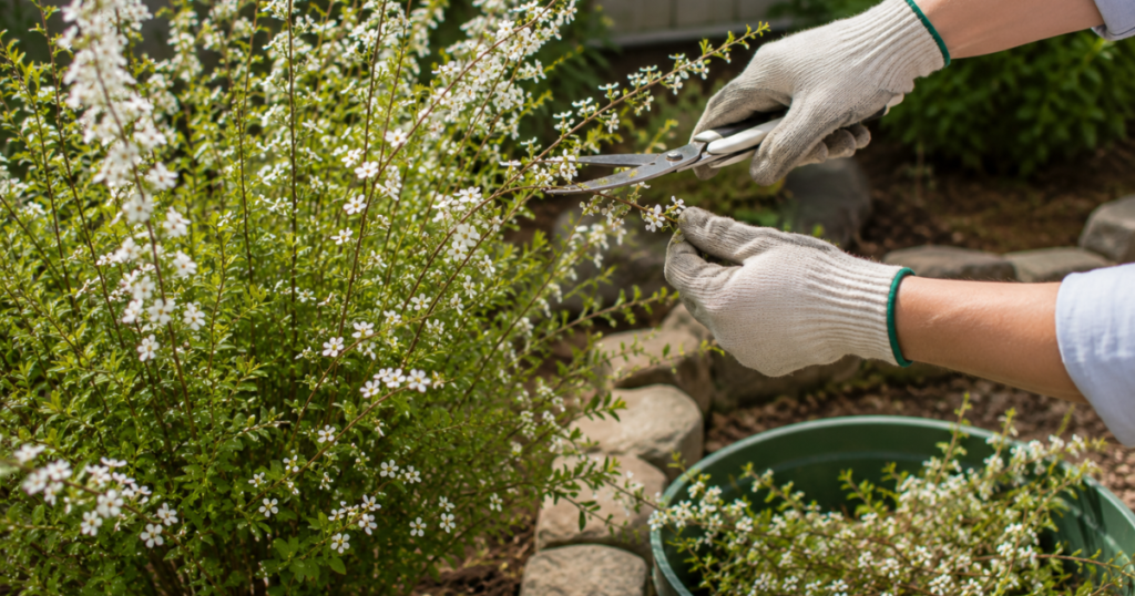 ユキヤナギの剪定時期は花後すぐ