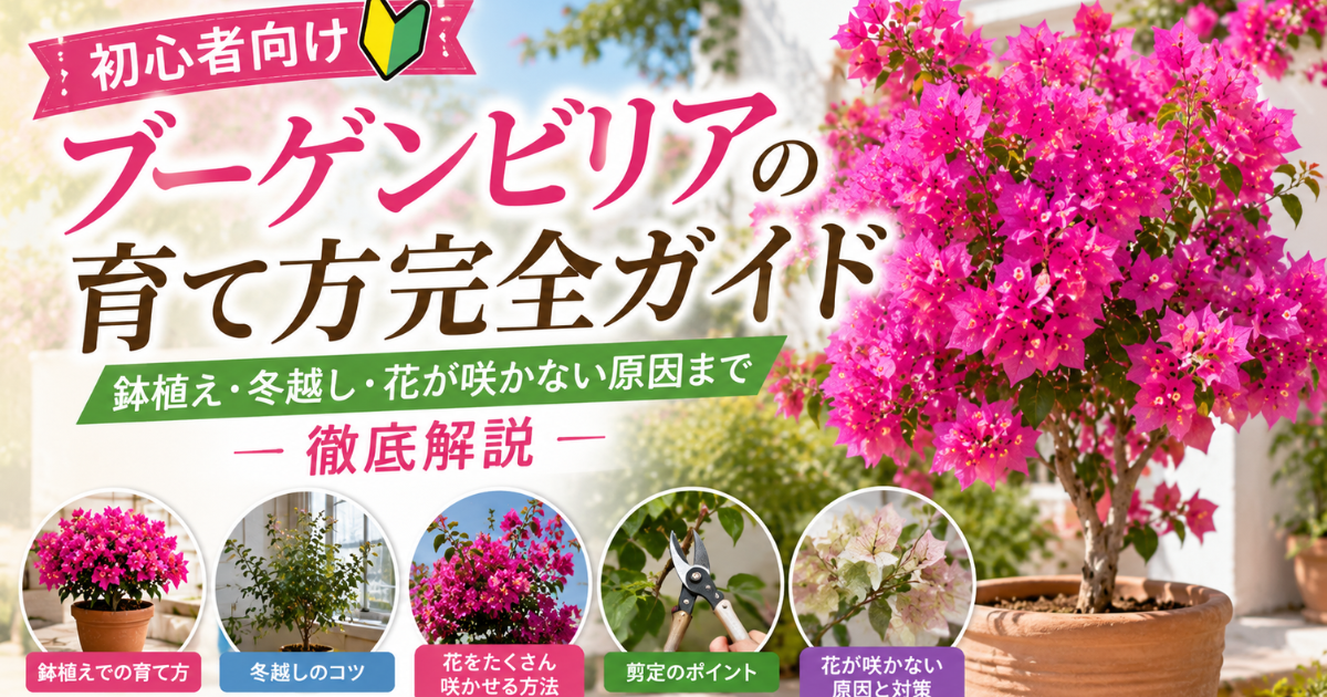 初心者向け】ブーゲンビリアの育て方完全ガイド：鉢植え・冬越し・花が