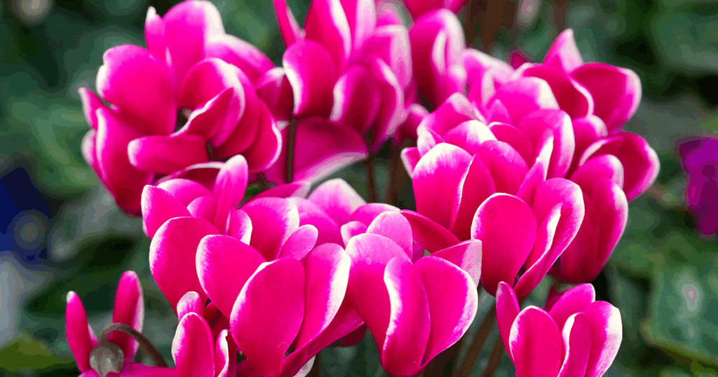 秋植えに向いている植物