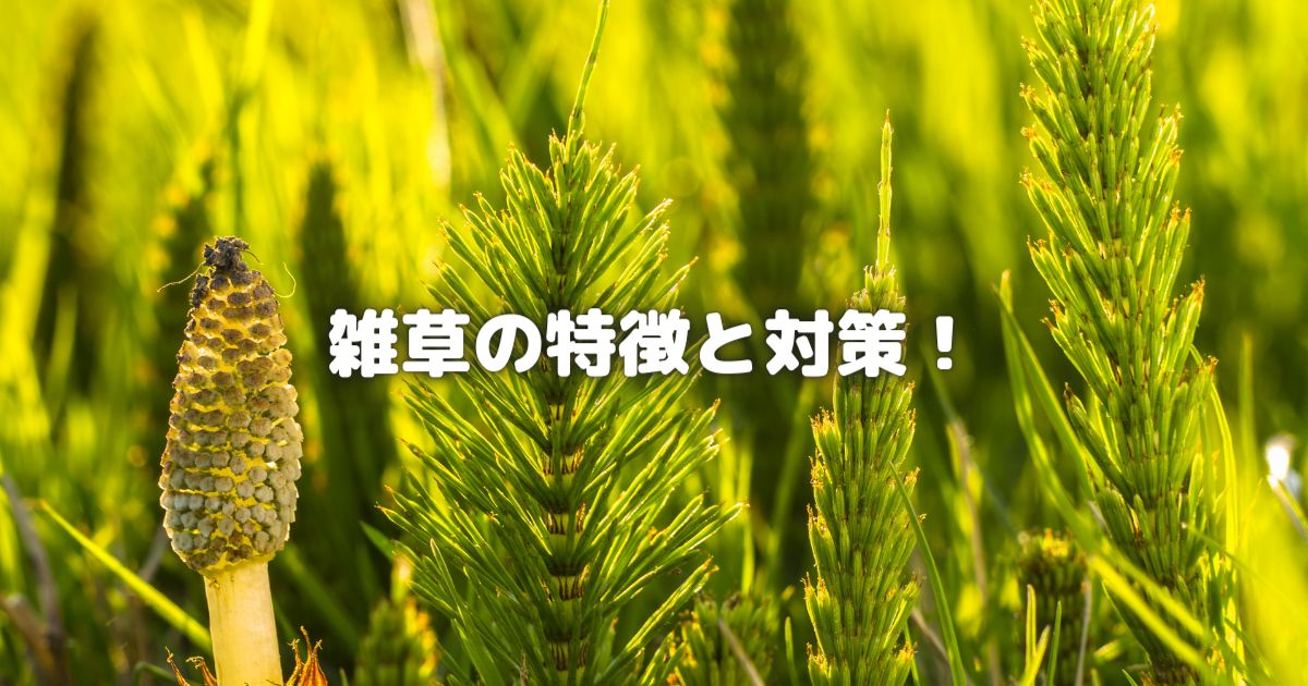 【初心者必見！！】雑草の特徴と対策