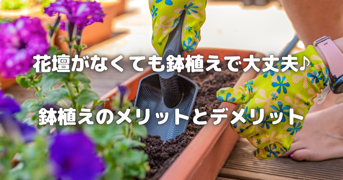 【花壇がなくても大丈夫！】鉢植えで始めるガーデニングのすすめ