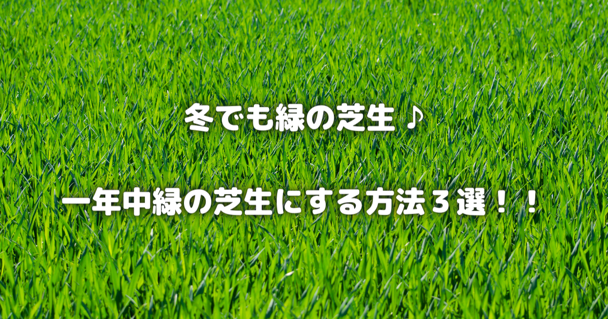 【ガーデニング初心者必見！】一年中「緑の芝生」を保つ3つの秘訣！