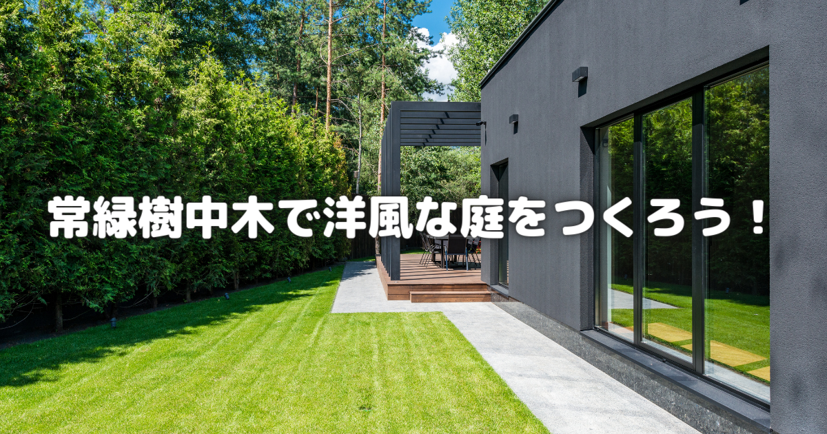 洋風の庭に合う常緑樹中木:選び方とおすすめ樹種【目隠し・日よけ・おしゃれ】 | ビギナーガーデニング