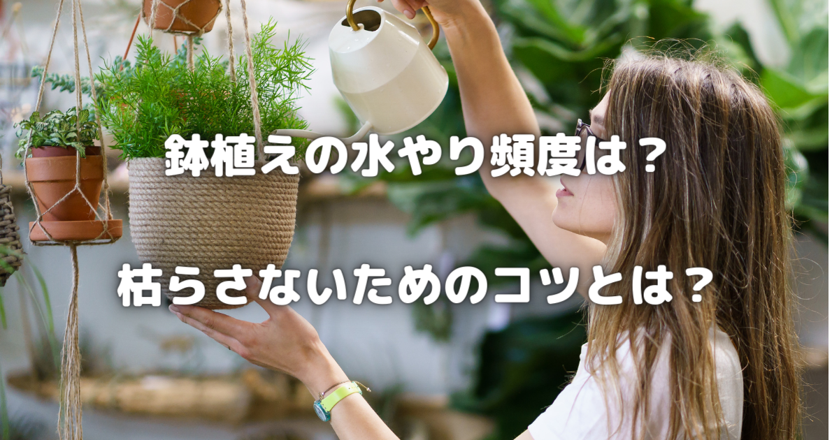 【鉢植えの水やり頻度を徹底解説！】枯らさないコツとは？