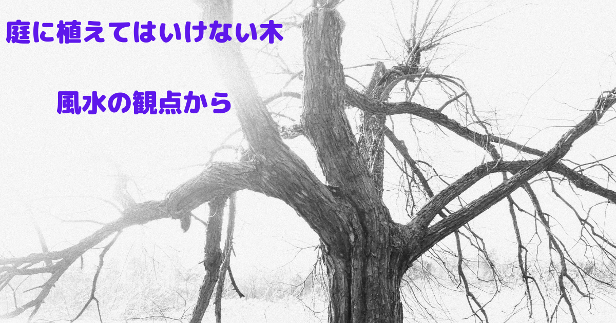 【庭に植えるべきでない木とおすすめの木】風水で運気を引き寄せる庭造り