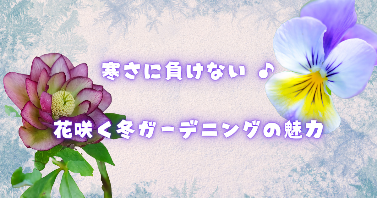 【冬の庭を鮮やかに】寒さに負けないガーデニングで彩り豊かな冬景色を♪