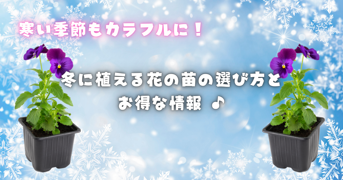 寒い季節もカラフルに！冬に植える花の苗の選び方とお得な情報 ♪