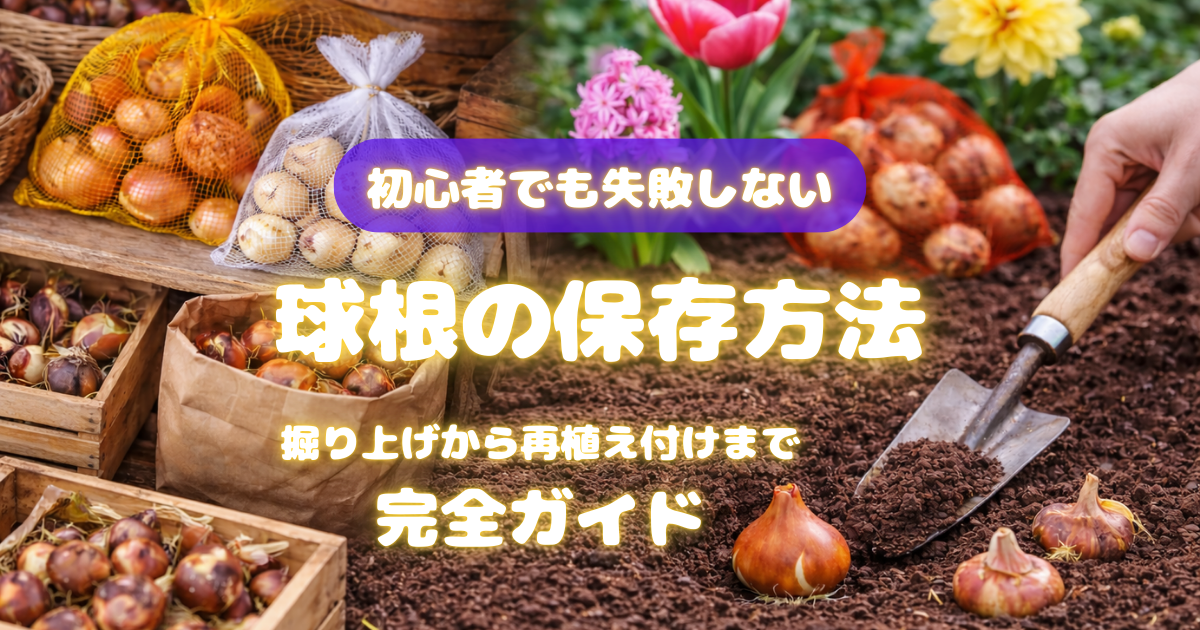 【球根の保存方法】初心者でも失敗しない！掘り上げから再植え付けまで完全ガイド