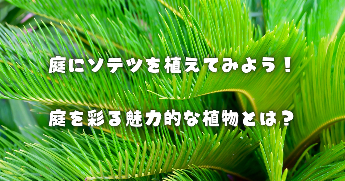 【庭にソテツを植えてみよう！】庭を彩る魅力的な植物とは？