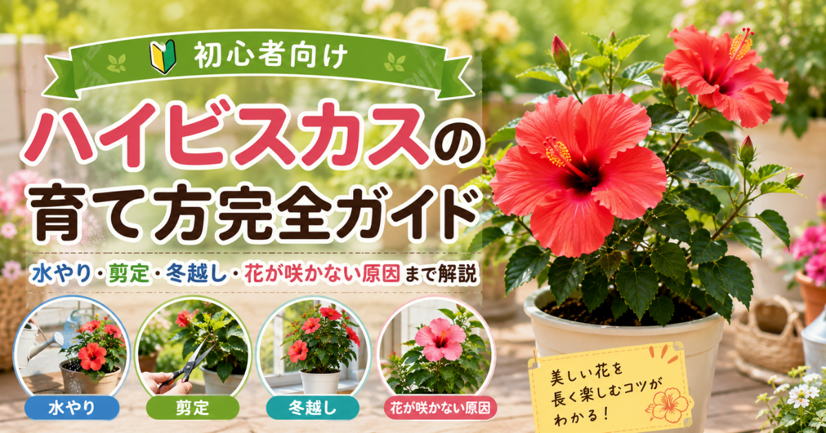 【初心者向け】ハイビスカスの育て方完全ガイド：水やり・剪定・冬越し・花が咲かない原因まで解説